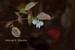 Canscora perfoliata